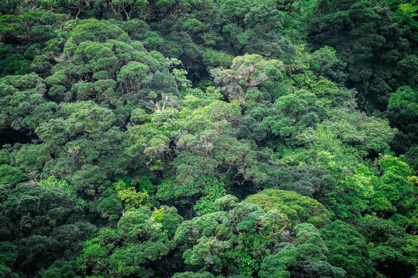 The green canopy of a Costa Rica rainforest