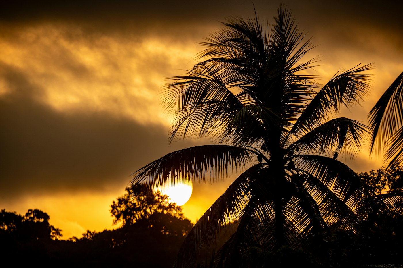 Palm silhouette against the evening sun in Costa Rica